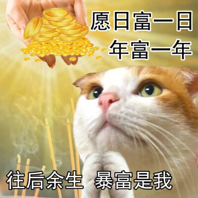 猫猫表情包