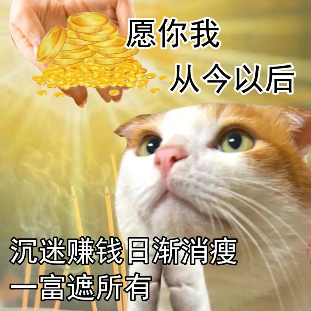 猫猫表情包