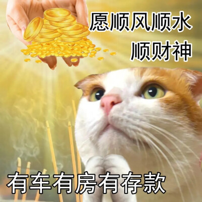 猫猫表情包