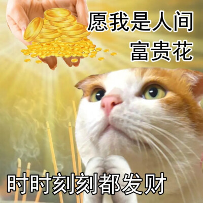 猫猫表情包