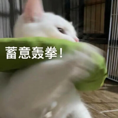 猫猫表情包