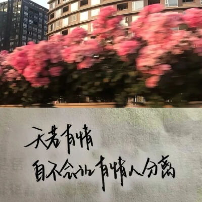 漂亮的眼睛应该流幸福的泪