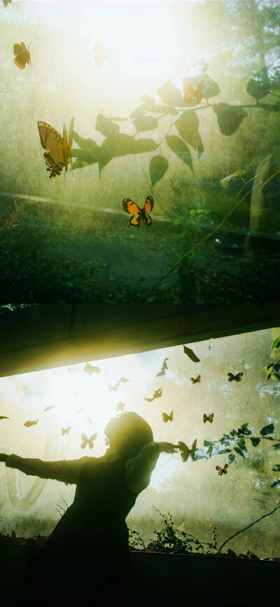 蝴蝶壁纸