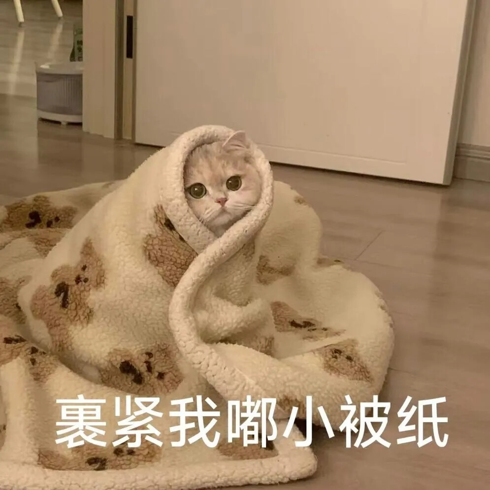 猫猫表情包