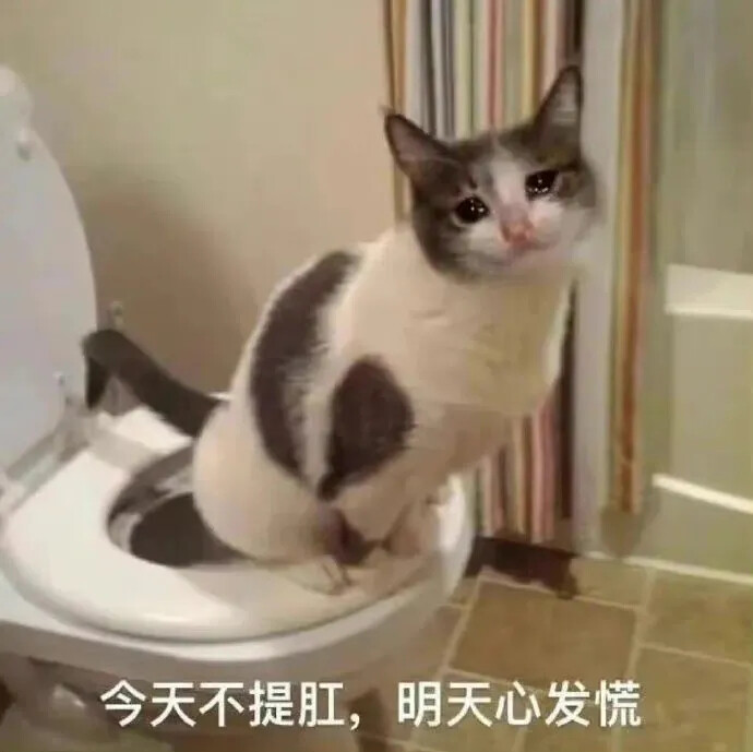 猫猫表情包