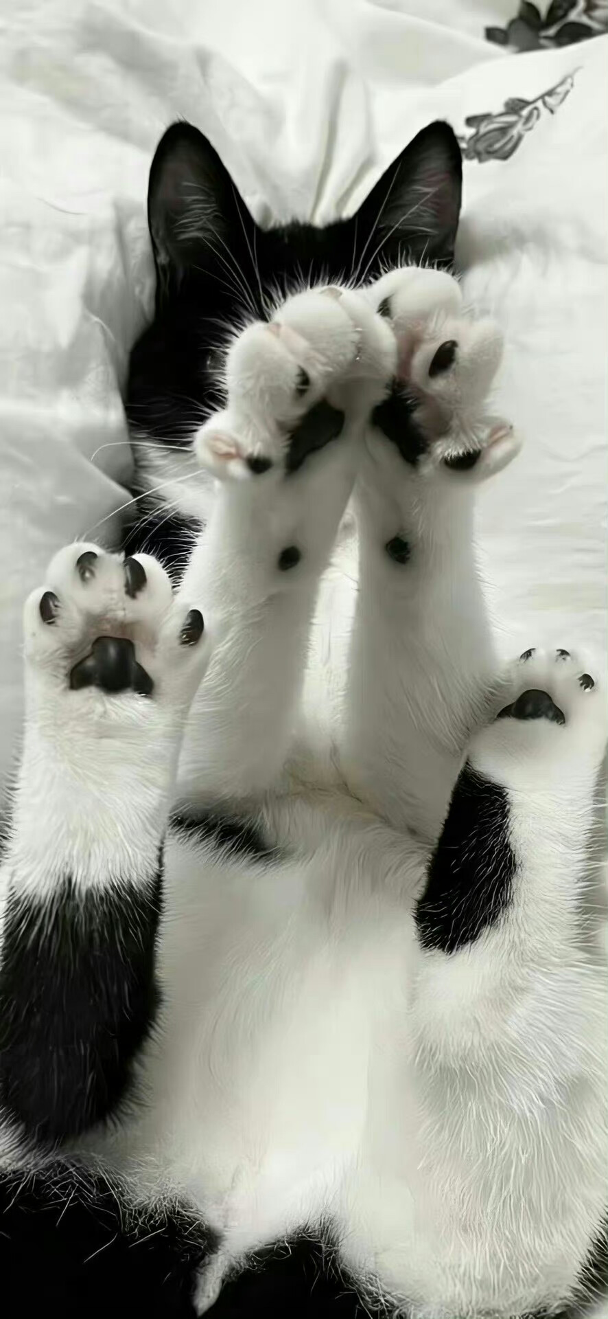 壁纸