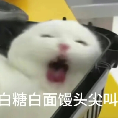 猫猫日常表情包