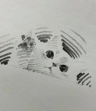 素描猫狗
