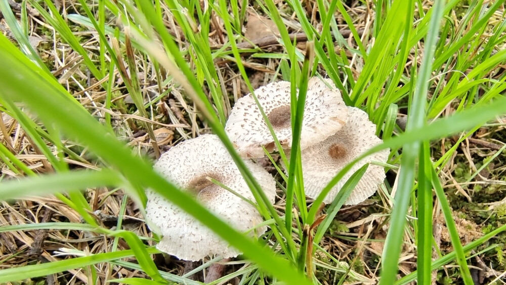 又看到好多漂亮的小蘑菇！