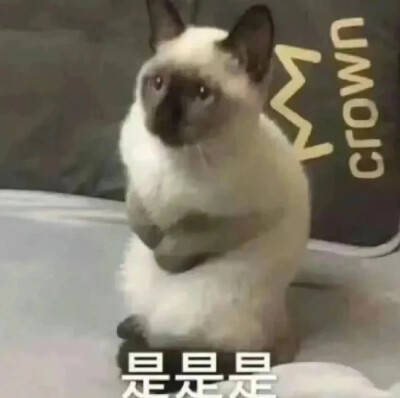 猫猫日常表情包
