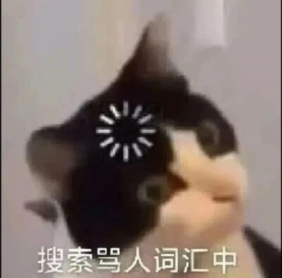 猫猫日常表情包