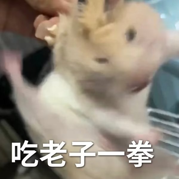 鼠鼠我啊