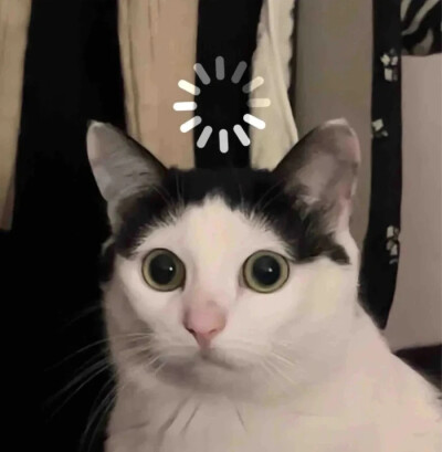 猫猫日常表情包