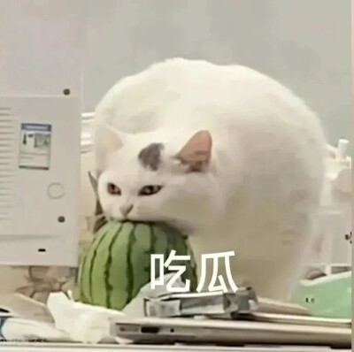 猫猫日常表情包