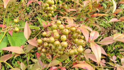 植物果实欣赏：南天竹果实