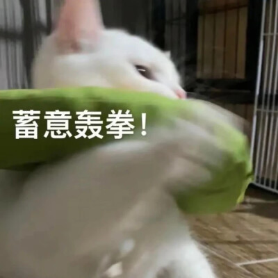 猫猫日常表情包