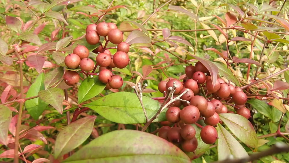 植物果实欣赏：南天竹果实