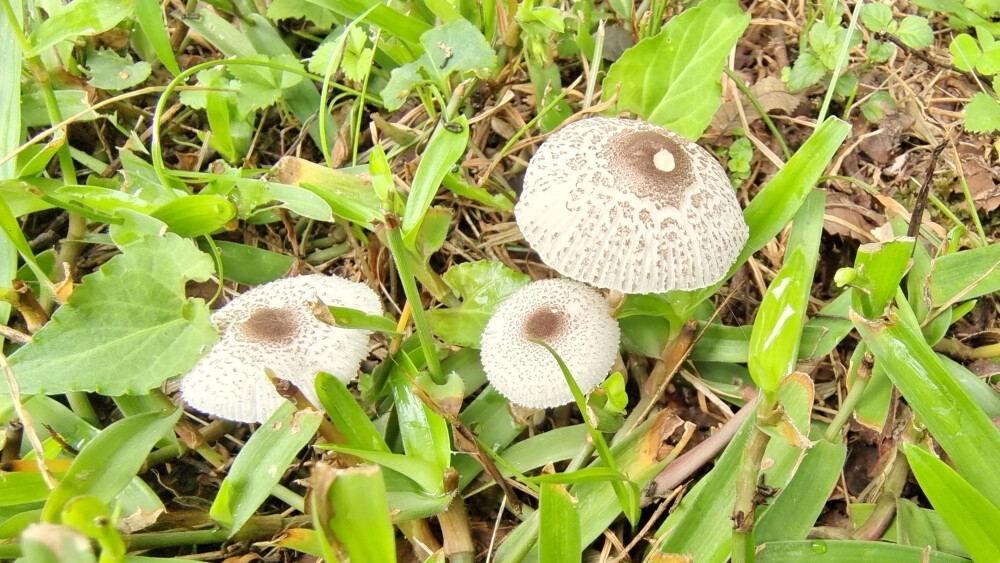 又看到好多漂亮的小蘑菇！