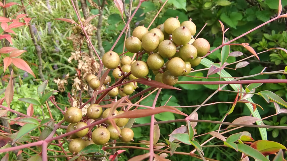 植物果实欣赏：南天竹果实