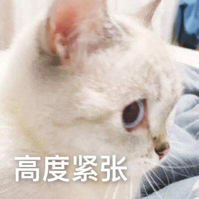 猫猫日常表情包