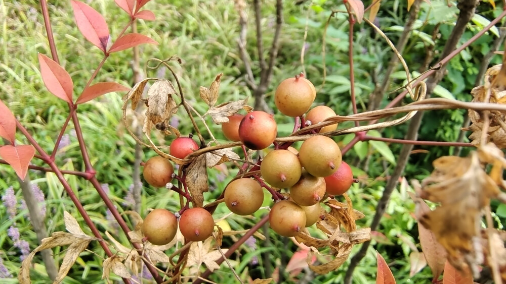 植物果实欣赏：南天竹果实