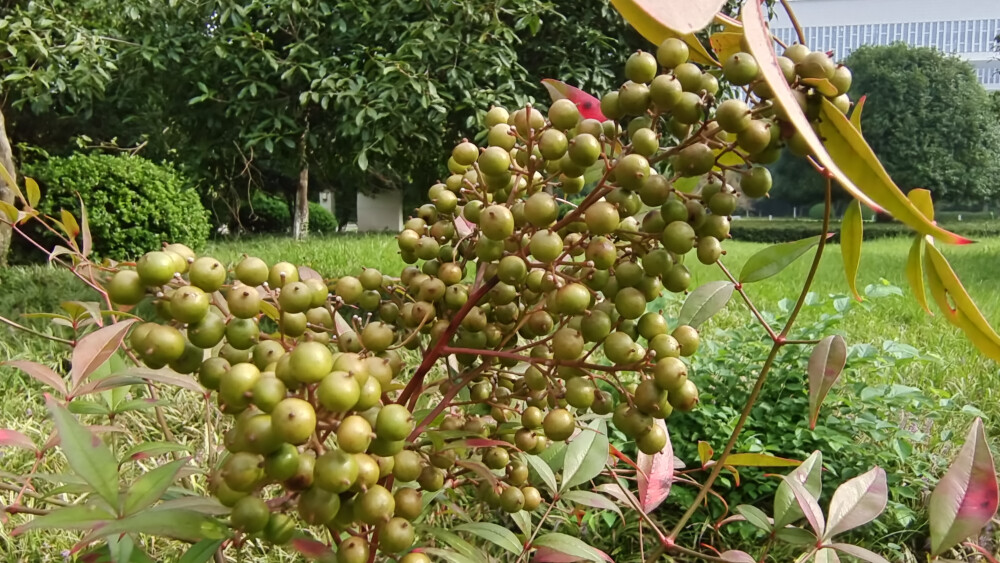 植物果实欣赏：南天竹果实