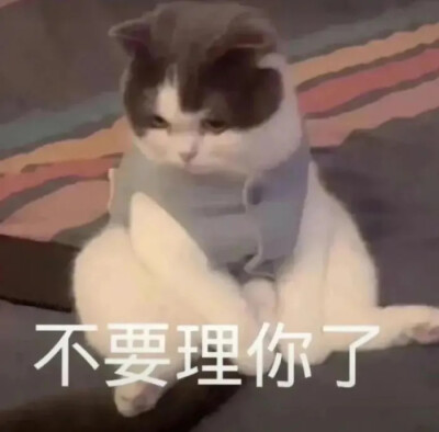 猫猫日常表情包