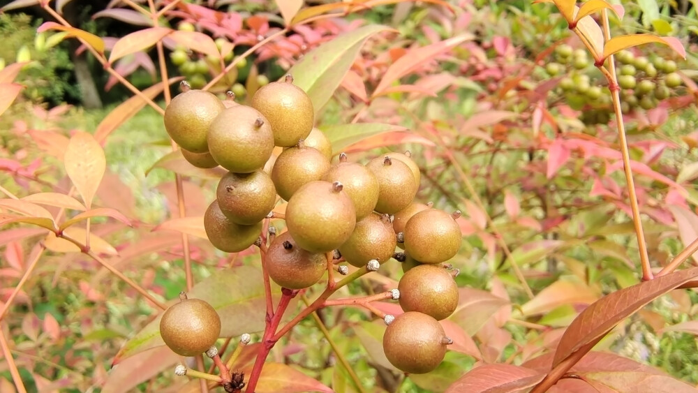 植物果实欣赏：南天竹果实