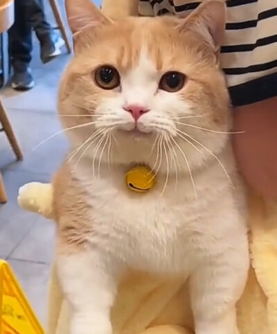 猫咪图片