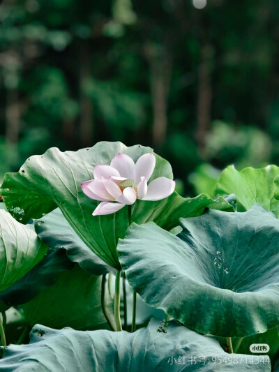 花草