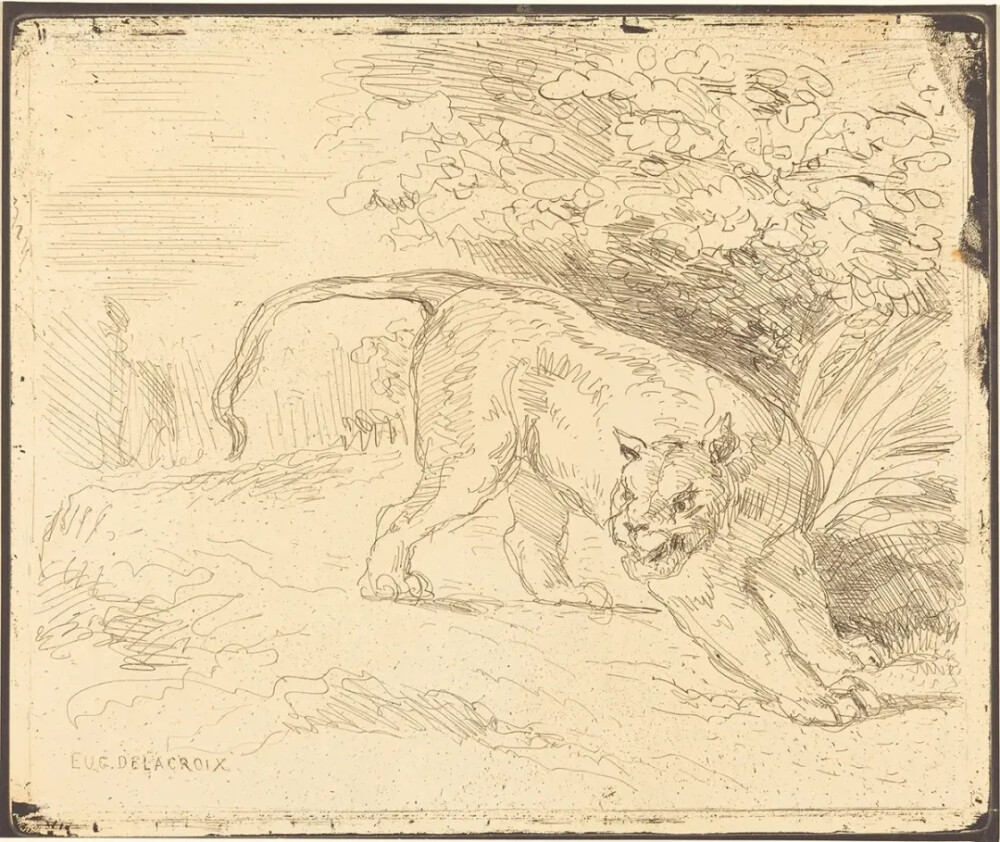 欧仁‧德拉克洛瓦
《老虎停下脚步》
（Tiger Stopped）
1854年，照相蚀刻、网纹纸，16.7cm×19.8cm
华盛顿国家美术馆
