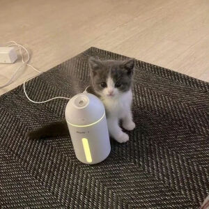 宠