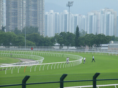 夏日藤井树