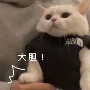 猫猫表情包