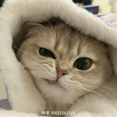 小猫头像