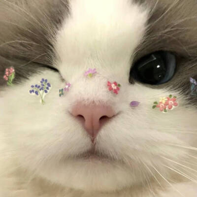 头像