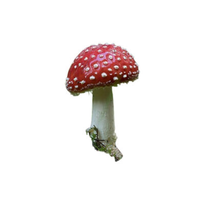 菌类头像