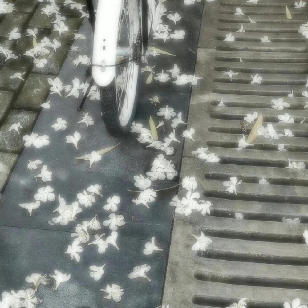 梦