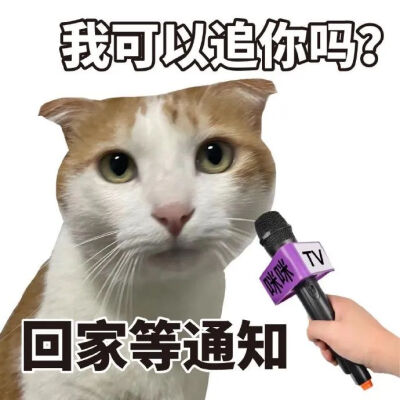 猫猫表情包