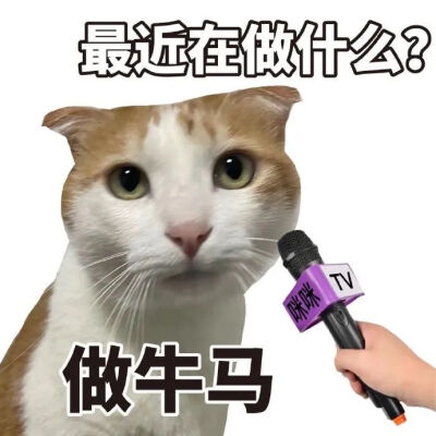 猫猫表情包