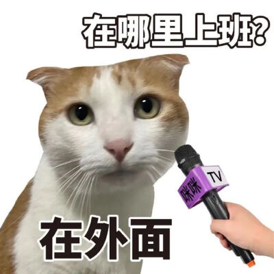 猫猫表情包