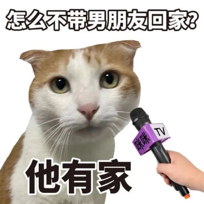 猫猫表情包