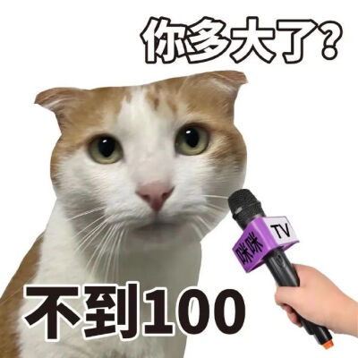 猫猫表情包