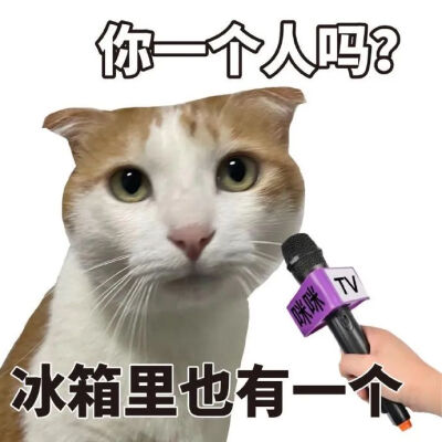 猫猫表情包