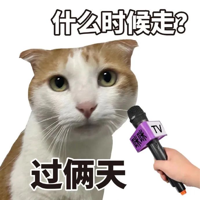 猫猫表情包
