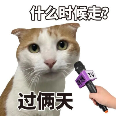 猫猫表情包