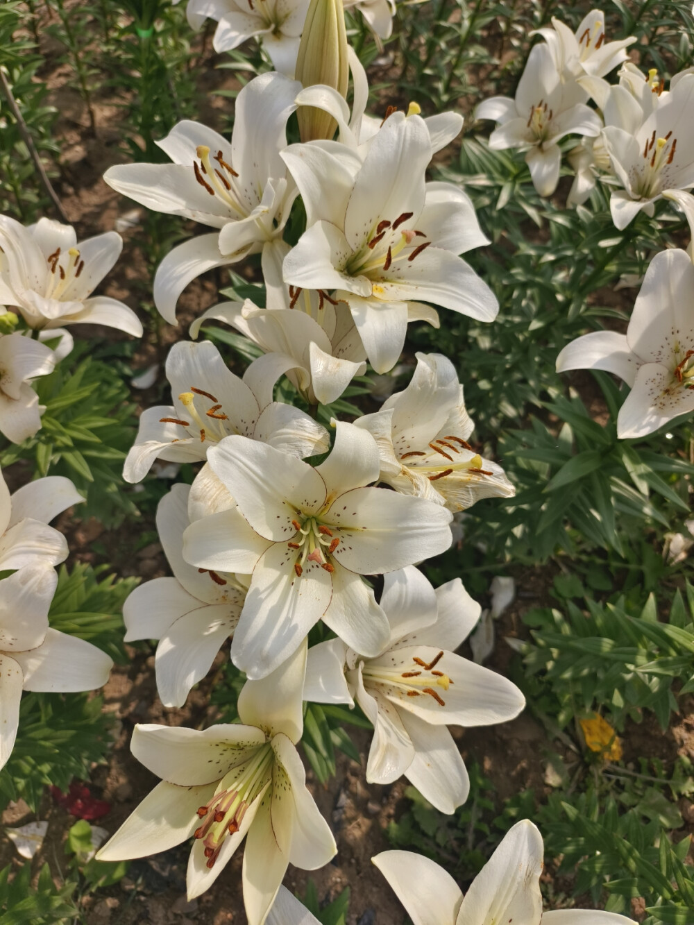 晋阳湖百合花展