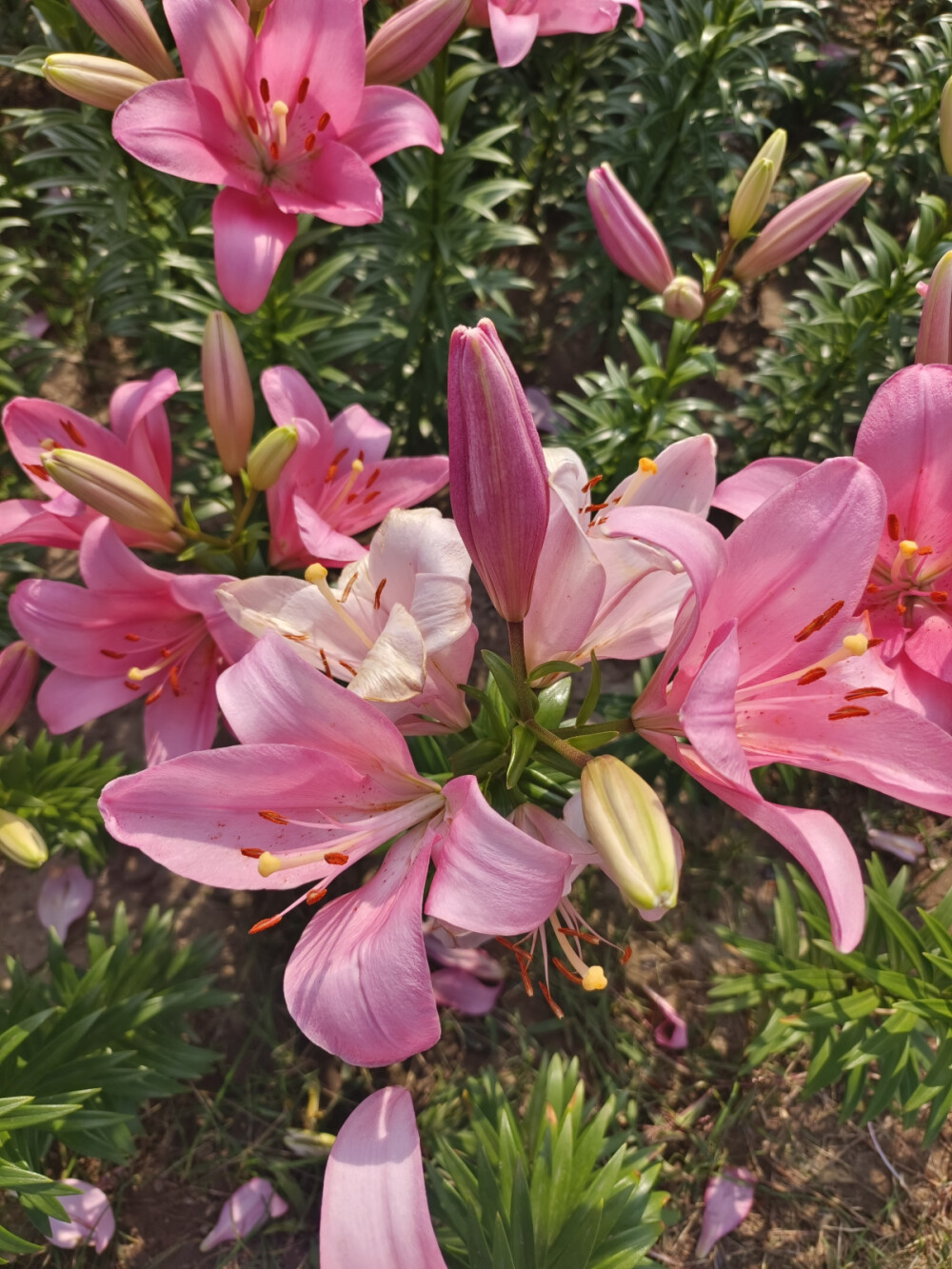 晋阳湖百合花展