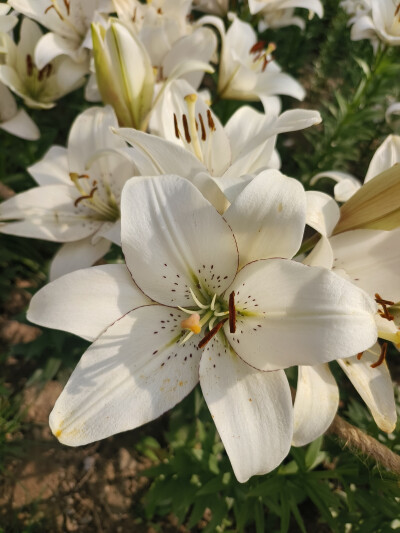 晋阳湖百合花展