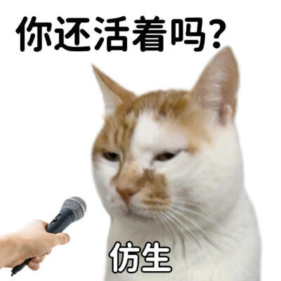 已读乱回表情包